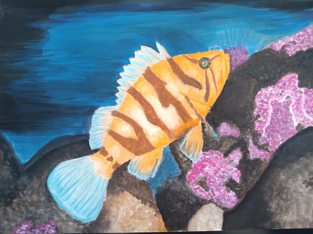 The Tiger Rockfish